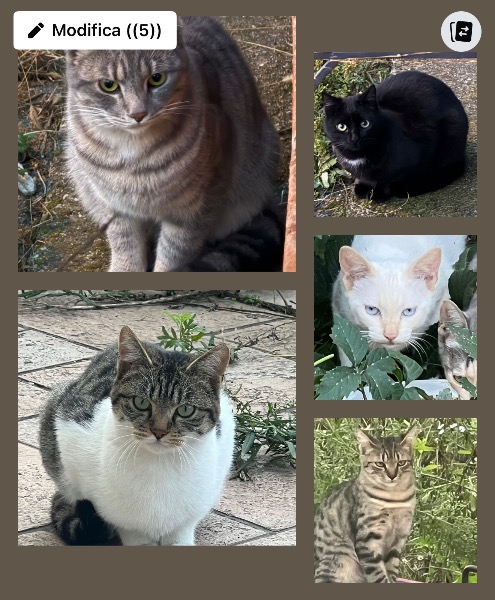 Un aiuto per i Mici di Colonia Felina Il Laghetto