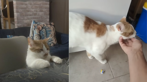 Cure veterinarie urgente