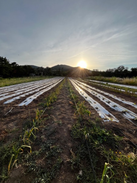Contribuisci alla promozione di prodotti biologici e agricoltura sostenibile
