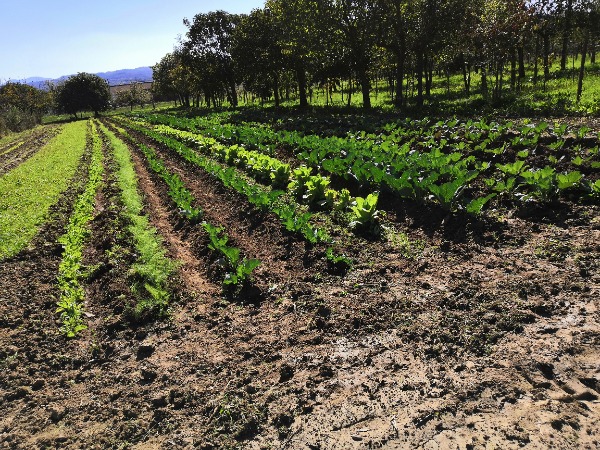 Agricoltura e Didattica: Un Centro Multifunzionale nel Cuore di Sora