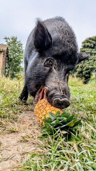 Offri un ananas al Grugno Merendero Offri un ananas al Grugno Merendero