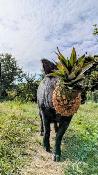 Offri un ananas al Grugno Merendero