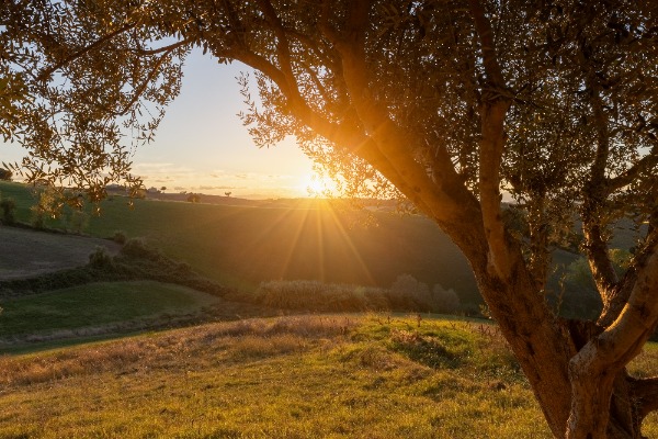 Green Corner Green Corner