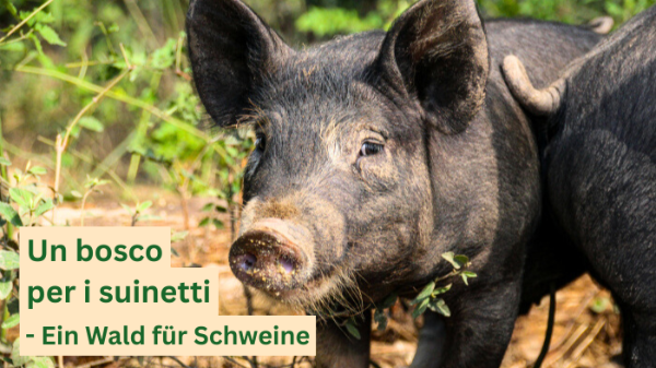 Insieme per un futuro migliore: un bosco per i suinetti Insieme per un futuro migliore: un bosco per i suinetti