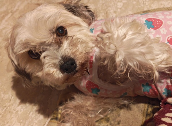 Aiutami a proseguire le terapie di Maya