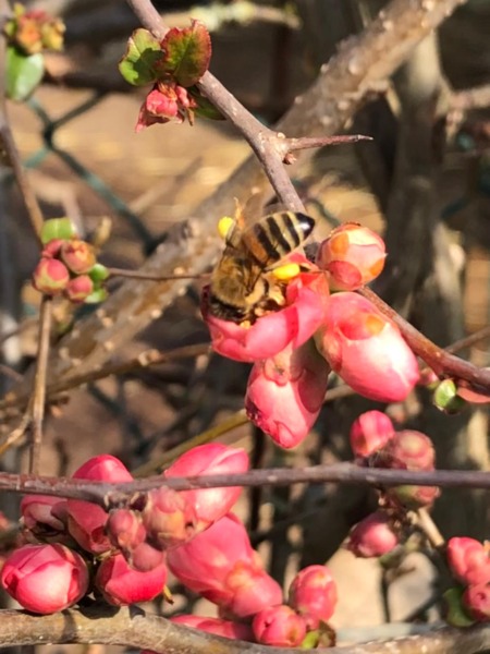 "Api in Fattoria-il Futuro Etico nasce nelle Oasi del nostro Territorio". Aiutaci a popolare 200 nuovi alveari nell'Oasi Valgrande e nelle Valli Pantani e Nalon, per l'estrazione etica del veleno d'api.