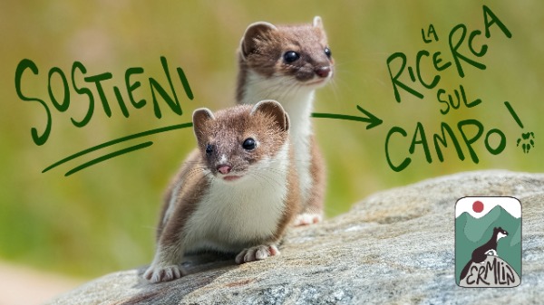 Dalla mascotte alla ricerca: studiare l’ermellino per proteggerlo