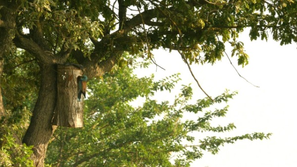 Campagne turchesi IV