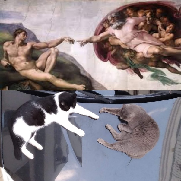 Fai la differenza per i gatti bisognosi della colonia "Raffaello Sanzio"