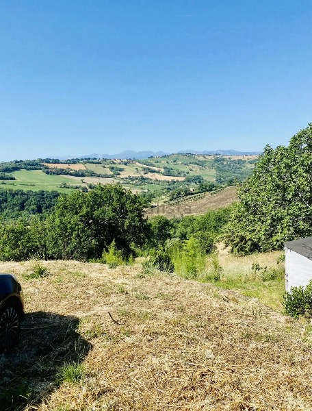 Ridiamo vita a un uliveto nelle Marche – aiutaci a far rinascere questa terra Ridiamo vita a un uliveto nelle Marche – aiutaci a far rinascere questa terra