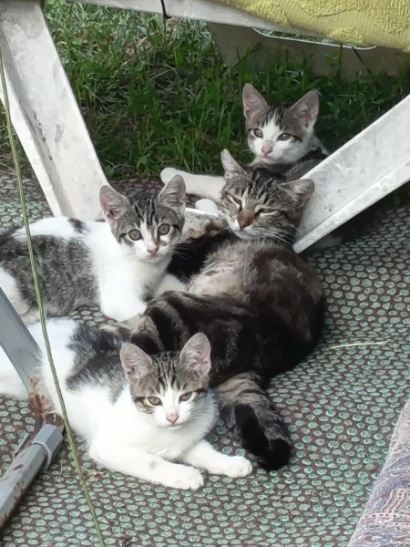 UNA CIOTOLA D'AMORE PER I GATTI DI SANBOJI