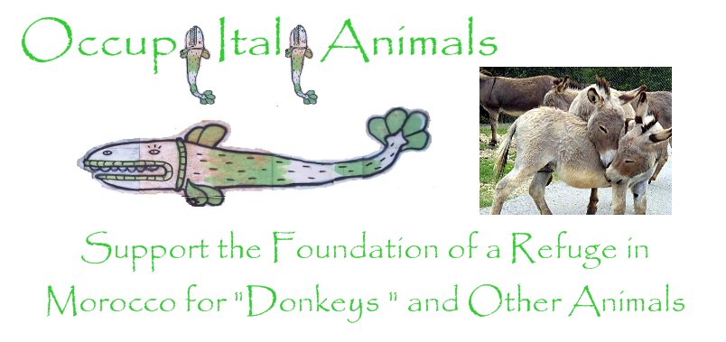 Un Rifugio per Asini ed altri Animali In Marocco Un Rifugio per Asini ed altri Animali In Marocco