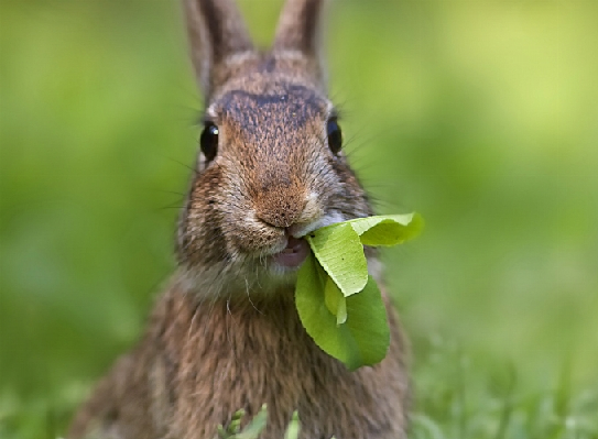 Creazione Centro Recupero Nuovi Animali da Compagnia