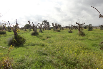 Debella la Xylella!!!