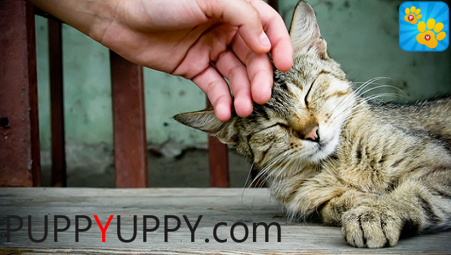 PuppYuppy.com - il primo sito web al mondo dove poter trovare un animale in affitto