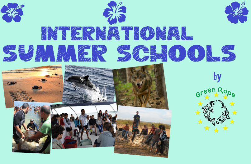 INTERNATIONAL SUMMER SCHOOL:
"SEA TURTLES & CETACEANS OF THE MEDITERRANEAN SEA- BIOLOGY & CONSERVATION"