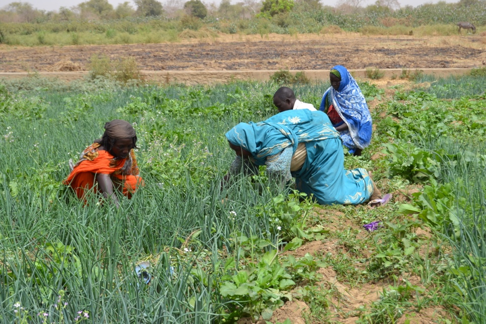 Progetto di sviluppo delle colture vegetali per migliorare lo stato nutrizionale delle popolazioni vulnerabili nell'estremo nord della Repubblica del Camerun 