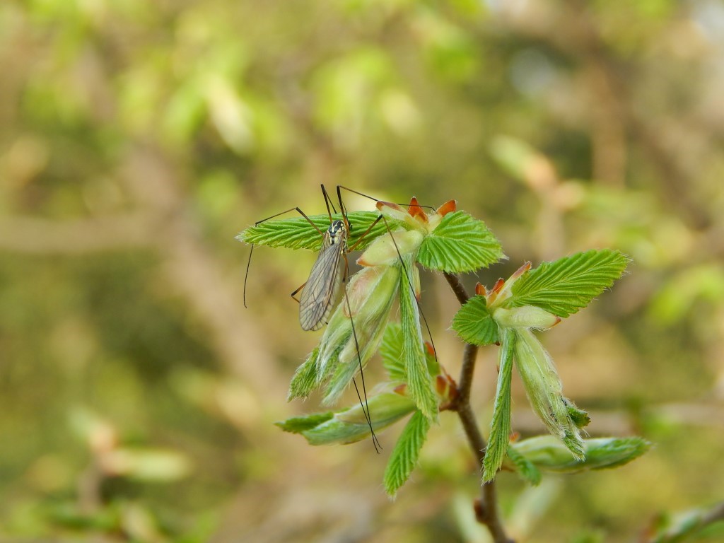 Agricoltura Naturale: cibi senza veleno