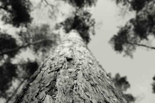Il Viaggio degli Alberi