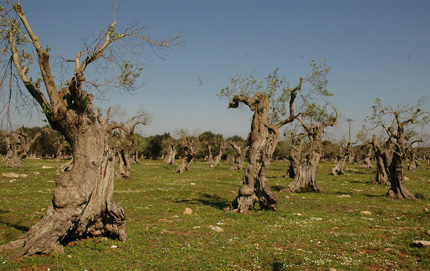 Rinascere in Puglia con nuovi alberi della vita