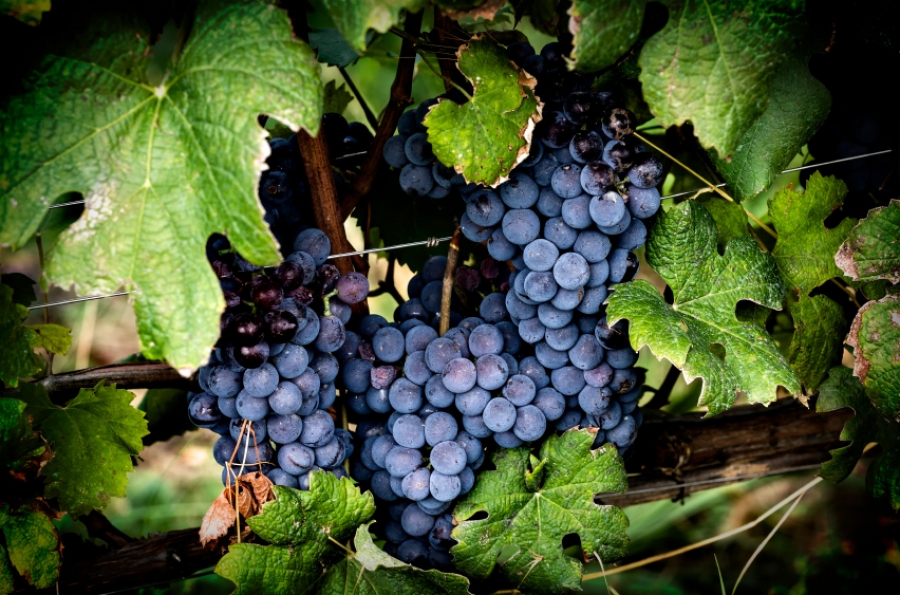 AZIENDA VINICOLA DA SOSTENERE AZIENDA VINICOLA DA SOSTENERE