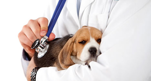 4 Ragazzi e una Start-Up per App legate alla Medicina Veterinaria e al Fitness