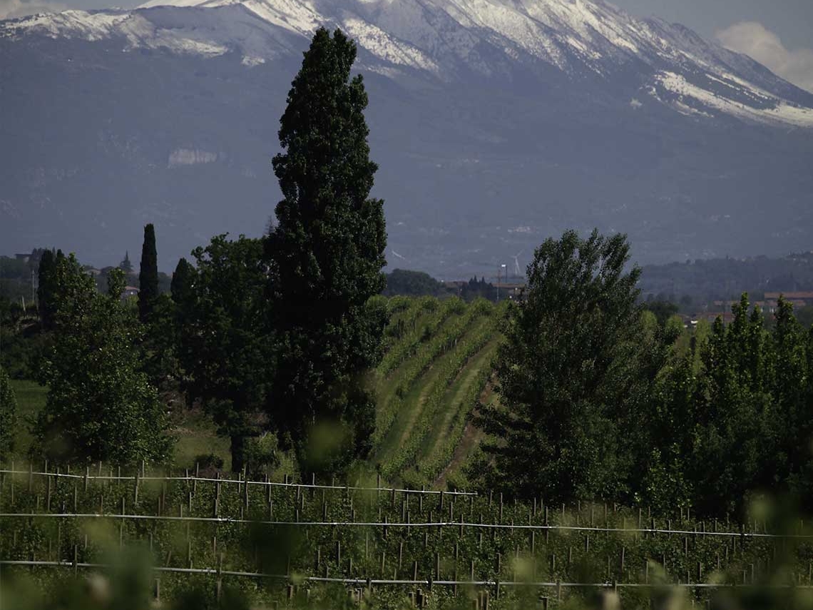 Cantina di Custoza Cantina di Custoza