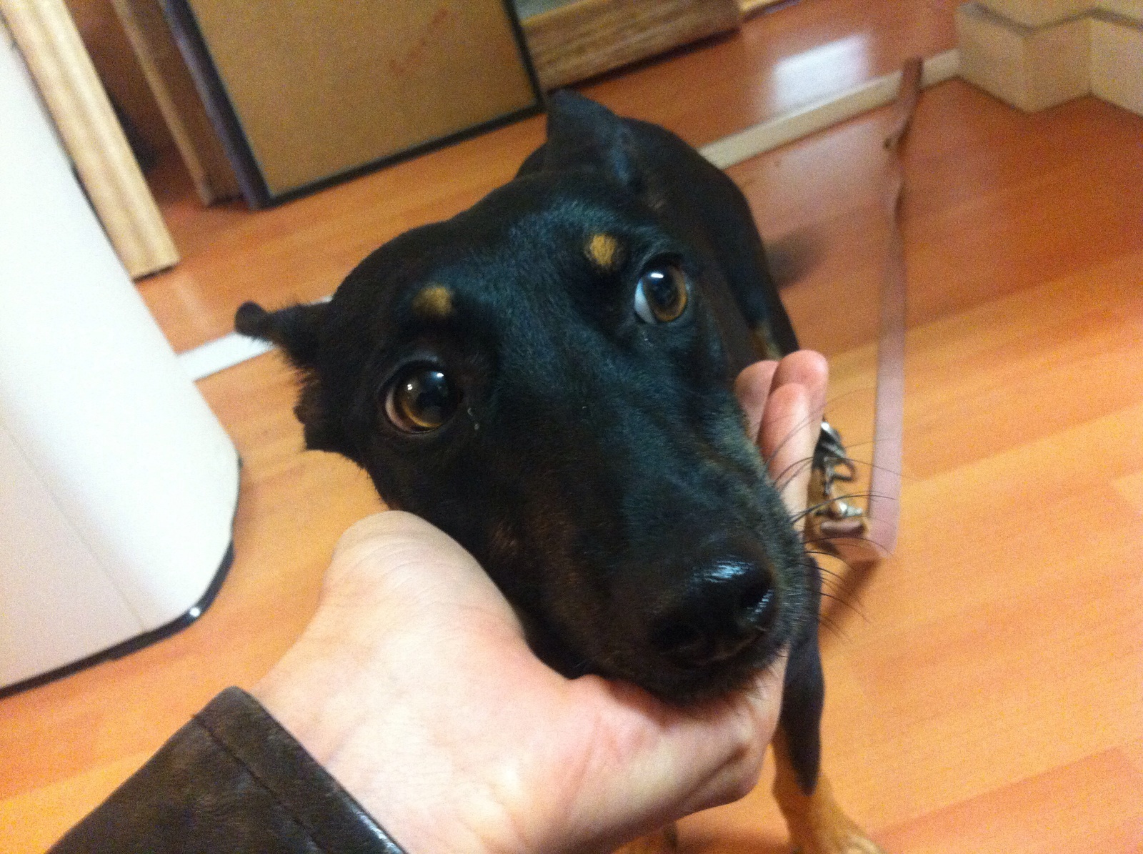 AIUTATEMI A SALVARE QUESTA CAGNOLINA