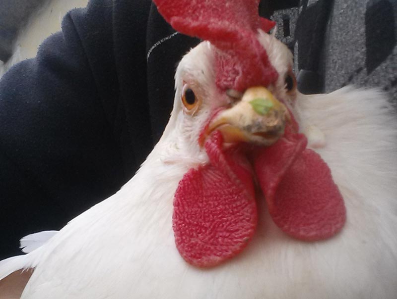 Un nuovo pollaio per Bianchina e Nerina!