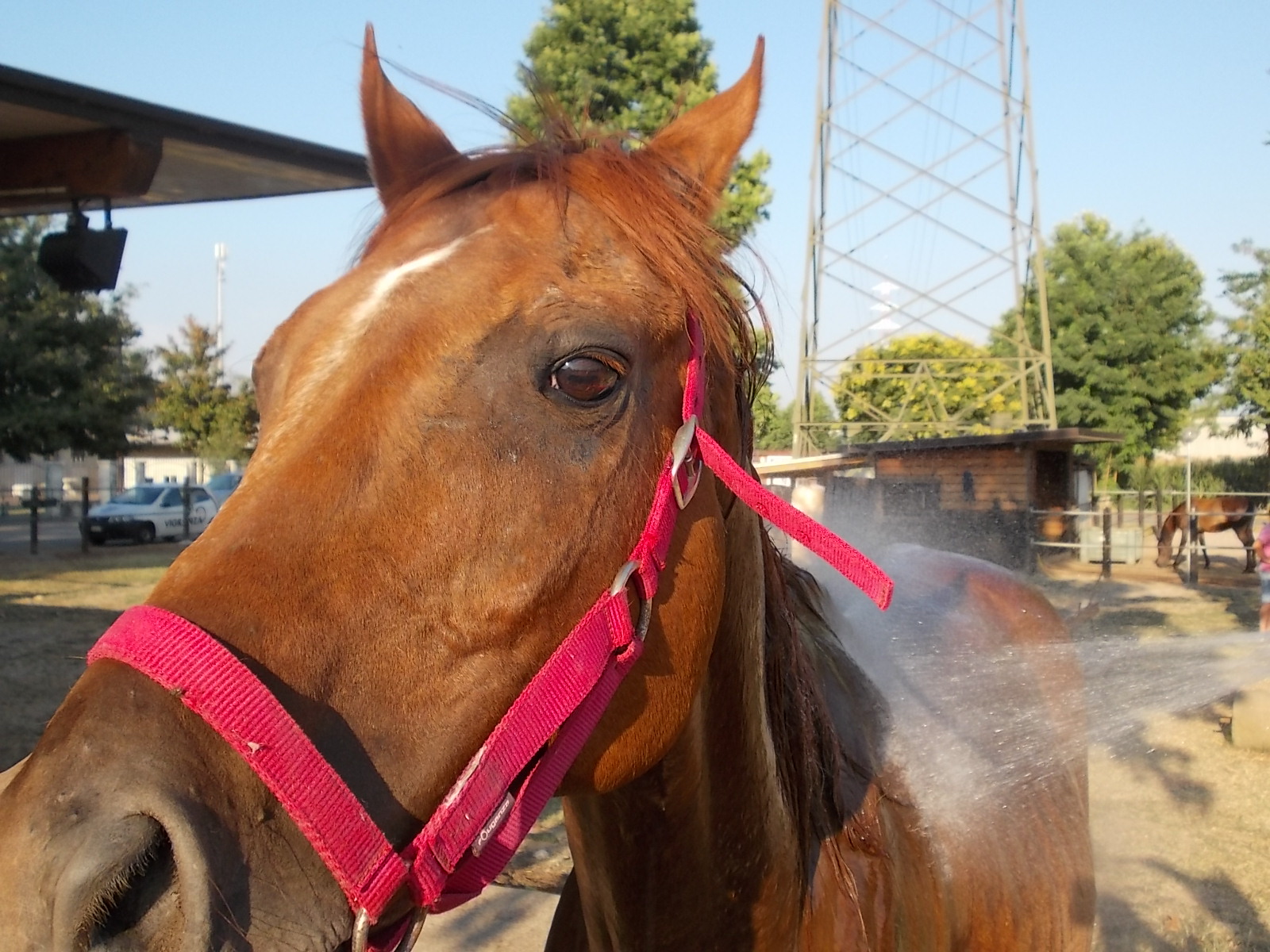 Aiutiamo un cavallo salvato...e se vi fa piacere condividete e lasciate un like.. :)
