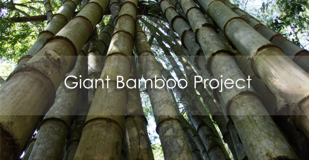 Piantagione bambu gigante