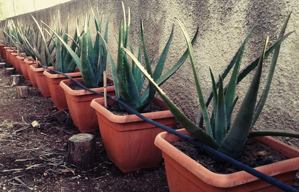 Aloe Vera e Aloe Arborescens ProgetTiamo